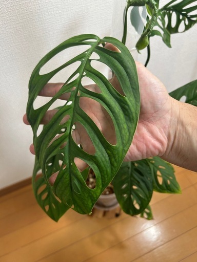 レア品種　モンステラエスケレート　特大