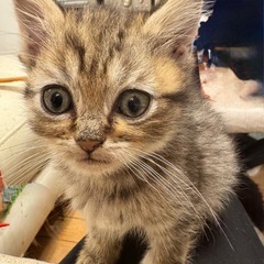 スコティッシュストレート短毛
