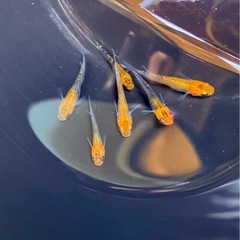 💐夜桜【GOLD】ダークラメ魚メダカ【⒍匹 】オス⑷メス⑵若魚.の画像