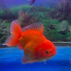 オランダ金魚・引き取り限定】の画像
