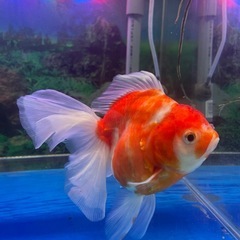 オランダ金魚・引き取り限定】の画像