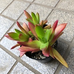 多肉植物🪴火祭り②の画像