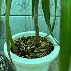 ドラセナ・観葉植物の画像