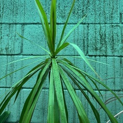 ドラセナ・観葉植物の画像