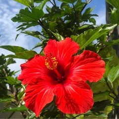 ハイビスカス 観葉植物卸販売の画像