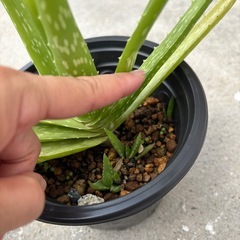 アロエ　3鉢の画像