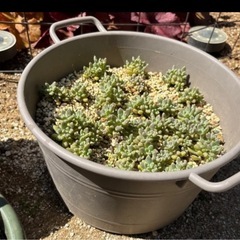 多肉植物セット 5鉢の画像