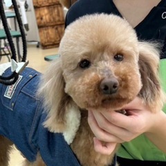 わんちゃんのシャンプー、カット