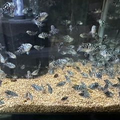 🐠ブルータイガーパロット全長±2㎝ 1匹50円 匹数オマケあり【在庫100匹以上】自家繁殖個体 No.18の画像