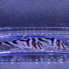 🐠インペリアルゼブラプレコ ±3㎝ 1匹8,000円 在庫4匹 No.01の画像