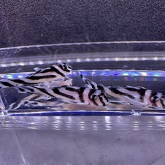 🐠インペリアルゼブラプレコ ±3㎝ 1匹8,000円 在庫4匹 No.01の画像