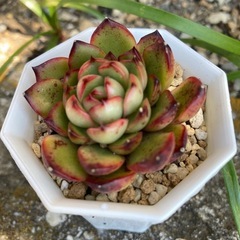多肉植物レッドイーグルの画像