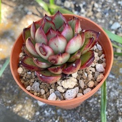 多肉植物レッドイーグルの画像