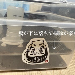 デュビア30匹以上＋飼育セット付き(中古)の画像