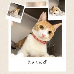 🧡まぁくん里親様募集🧡