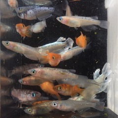 終了⭐️ミックスめだか⭐️25匹＋αの画像