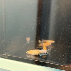 メダカ　レッドクリフ
の画像