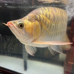 イケメンなムキムキな鑚石背鱗の超珍龍　熱帯魚　古代魚の画像