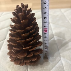 松ぼっくりの画像