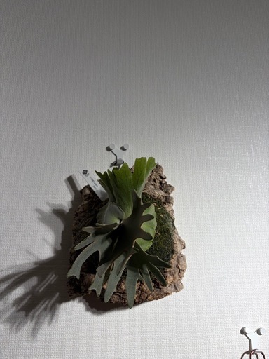 ビカクシダOMG