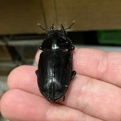 オオクワガタ　SR血統　1ペアの画像
