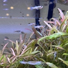 【ブルーグラス・レッドグラスグッピー 稚魚】の画像