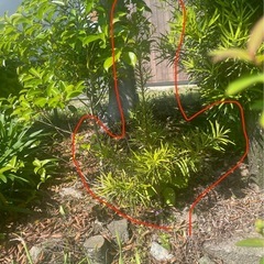 ラカンマキ？イヌマキ？植栽、植木や植物を無償で譲の画像