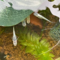 mixメダカたまご
の画像