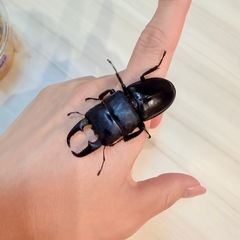 本土ヒラタクワガタ ♂単 59mmの画像