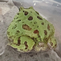クランウェルツノガエル ミュータント血統 1匹の画像