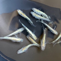 【めだ家族】 ルミナメダカ 現物 1ペアの画像