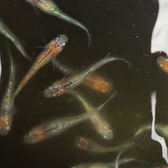 【メダカ】蒼煌10匹お譲りしますの画像