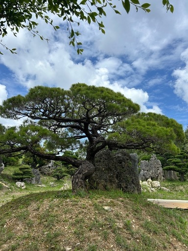 琉球松　　地植え