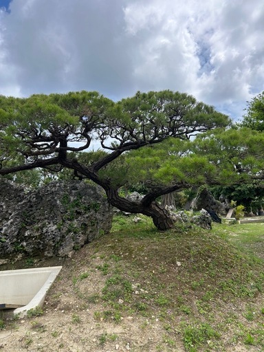琉球松　　地植え
