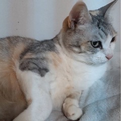 急募！珍しい毛色の三毛猫ちゃん　６歳　女の子　