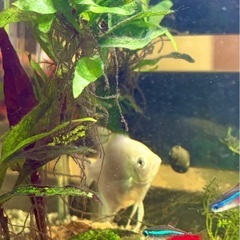 🐠６０cm水槽セット🐠の画像