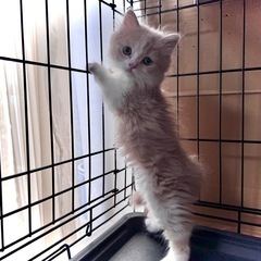家族の一員として幸せに♡