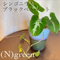 ◇発根済み シンゴニウム　ブラックベルベットの画像