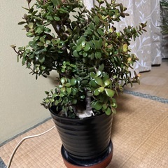 金のなる木
の画像