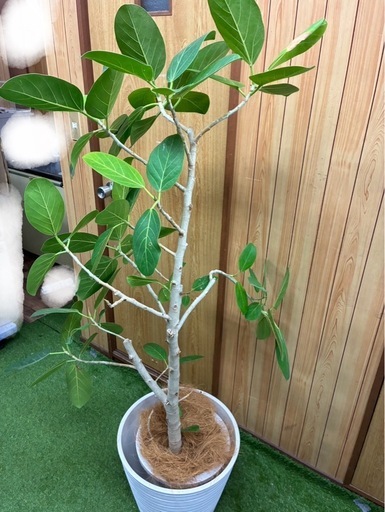 フィカス ベンガレンシス ベンガルゴムの木 観葉植物 鉢付き 高さ160cm