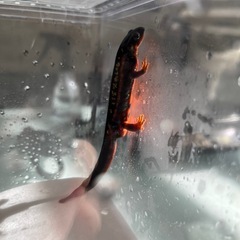アカハライモリ、シリケンイモリ🦎の画像