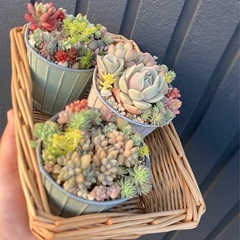 多肉植物　寄せ植え　3個セット　バスケットもどうぞ！の画像