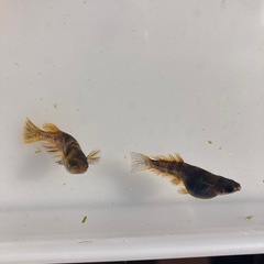 菊虎　メダカ　稚魚　1匹200円の画像