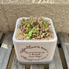 多肉植物 寄せ植え ①の画像