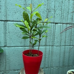 ミラクルフルーツの苗木・観葉植物の画像