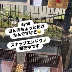 5/16 無人販売所　オープンです