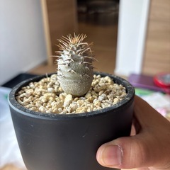 パキポディウム　グラキリスの画像