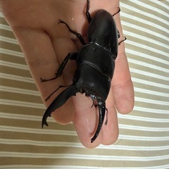 アルキデスヒラタクワガタ♂の画像