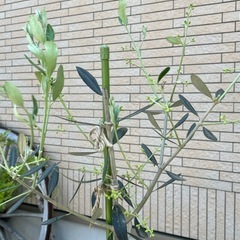 【受け渡し決定】オリーブの木  カラマタ01の画像