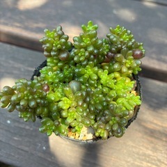 多肉植物　レッドベリーの画像